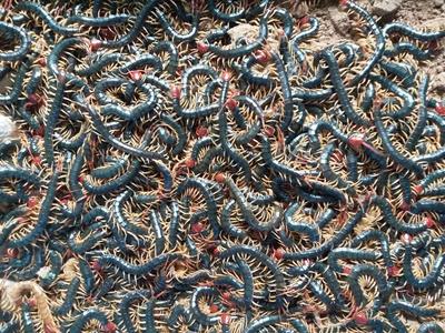 【玉林蜈蚣养殖场】【百色蜈蚣养殖场】【贺州蜈蚣养殖场】【河池蜈蚣养殖场】