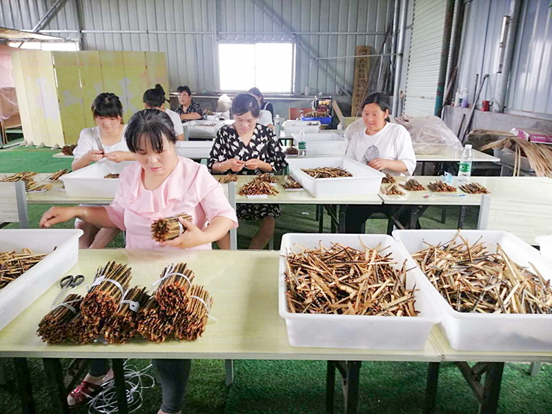 远航蜈蚣1