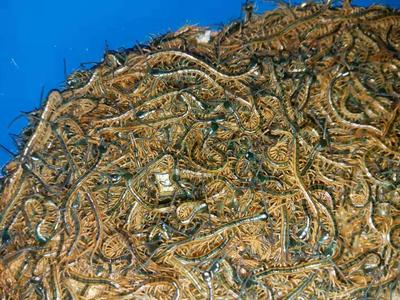 【沈阳蜈蚣养殖场】【大连蜈蚣养殖场】【鞍山蜈蚣养殖场】【抚顺蜈蚣养殖场】