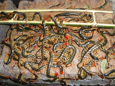 【南宁蜈蚣养殖场】【柳州蜈蚣养殖场】【桂林蜈蚣养殖场】【梧州蜈蚣养殖场】